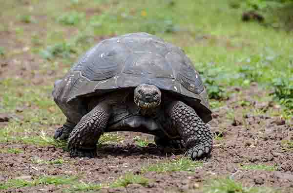 Tortuga gigante de Galápagos - isla Santa Cruz - islas Galápagos - Ecuador 6.jpg